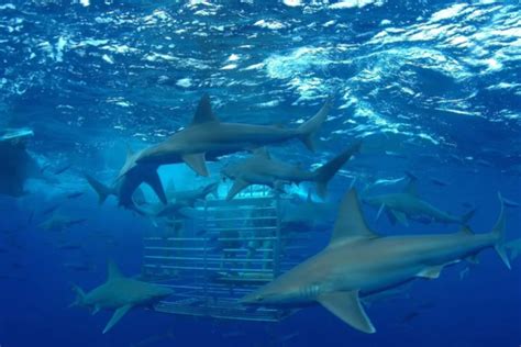 How To Prepare For Your First Oahu Shark Cage Diving Experience Hawaii Travel Guide