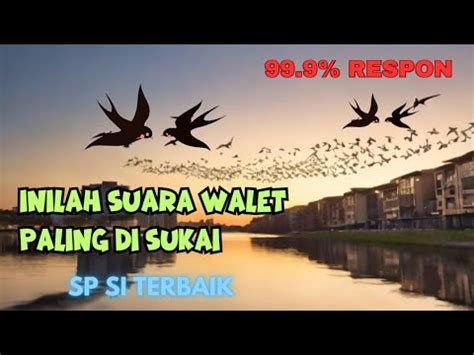 Suara Yang Paling Disukai Burung Walet Pemula Harus Pakai 99 Respon