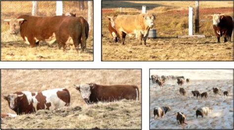aleutian cattle pharo cattle company