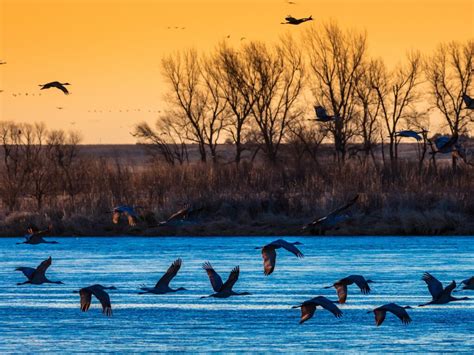 Leave the Light Off: Helping Out Migratory Birds - Center for Large Landscape Conservation