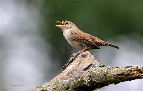 House Wren I Ve Located Five House Wren Nests Around Our H Flickr