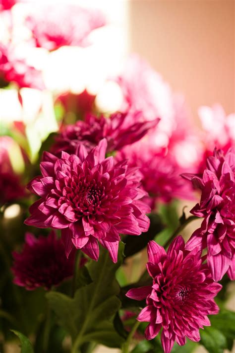 Free Images : flower, flowering plant, petal, red, purple, magenta