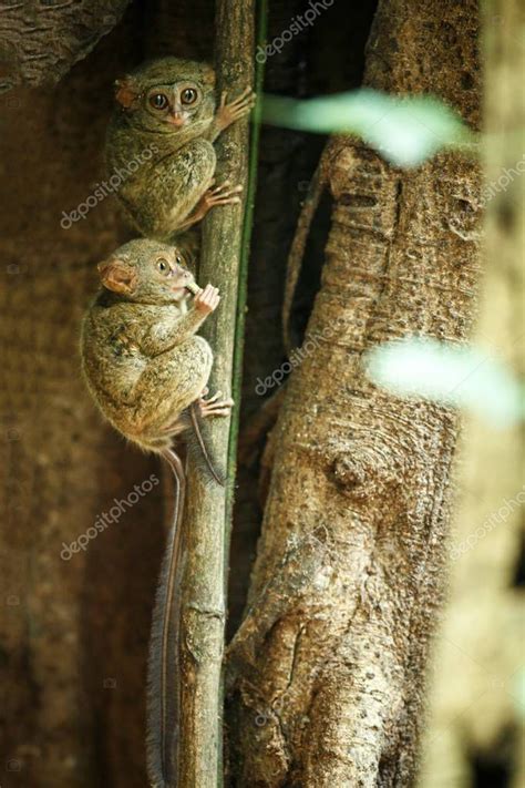 Familia De Tarsiers Espectrales Espectro De Tarsius Retrato De