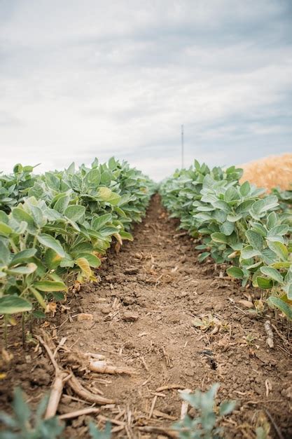 Vista De Cultivo De Plantas De Patata En Un Campo Foto Premium