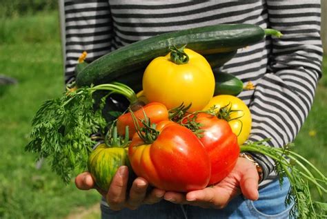 Cómo Crear Un Huerto Sostenible En Tu Hogar