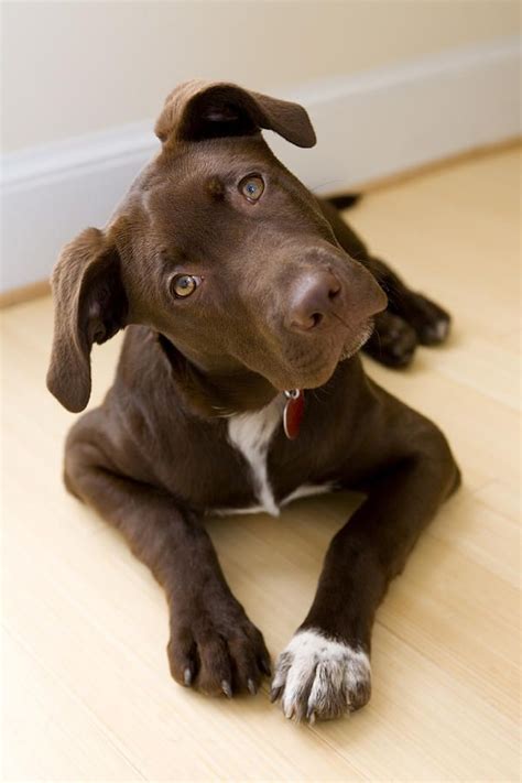 Portrait Of A Pet Mutt Chocolate By Karine Aigner Labrador Retriever