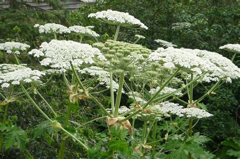 Giant Hogweed | Ontario's Invading Species Awareness Program