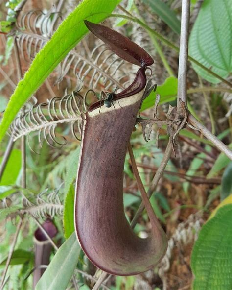 Got A Visitor Upperpitcher Nepenthes Albomarginata Penanghill