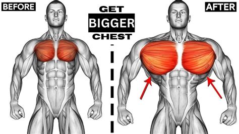 The Perfect Chest Exercises For Beginners Youtube