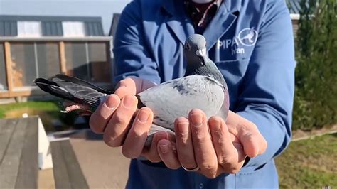 This Racing Pigeon From Belgium Is The Most Expensive Pigeon Fetching