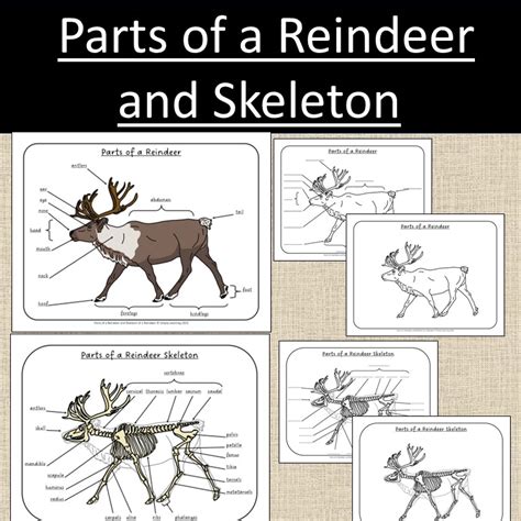 Parts Of A Reindeer And Skeleton Winter Study Curriculum Elementary