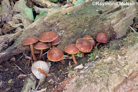 Gymnopus Brunneolus Collybie Brun Tre Collection Raymond Mcneil