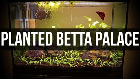 Planted 20 Gallon Betta Tank Setup Youtube