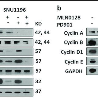 Mnl And Or Pd Inhibit K Ras Wild Type Cca Cell Growth In Vitro