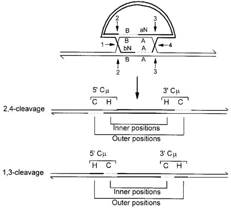 Crossover Resolution Of The Joint Molecule The Joint Molecule