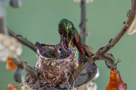 Hummingbirds And What You Need To Know About Them In Your Yard And Garden Orange County Register