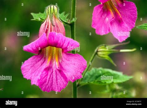 Chinese Foxglove Rehmannia Elata Stock Photo Alamy