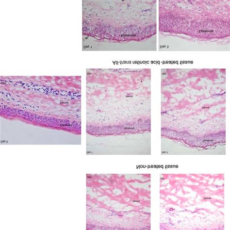 Human Skin Layers Microscope