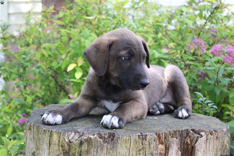 Sonny - Border Collie Mix Puppy For Sale in Pennsylvania