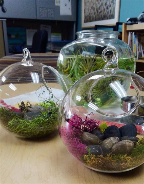 Terrariums with air plants put together (and kept alive) by Dana | Air ...