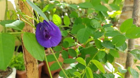 Ervilha Borboleta Azul Como Plantar E Cuidar Youtube