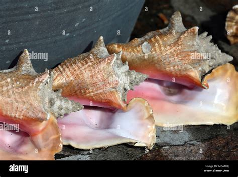 Conch Shells Hi Res Stock Photography And Images Alamy