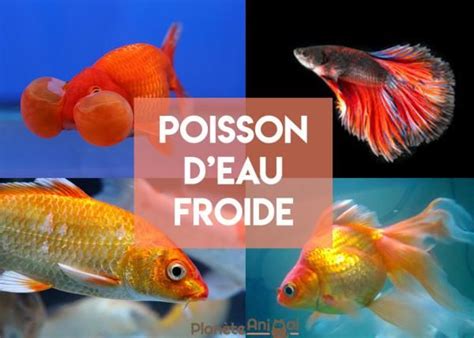 Poisson d eau froide TOP 6 et caractéristique en 2022 Froid