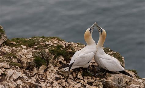 Northern Gannet Pair The Lovers Annettek110 Flickr