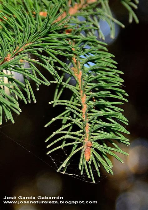 Naturaleza Viva Picea Abies L Karsten Fam Pinaceae