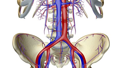 Major Blood Vessels Diagram Quizlet