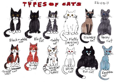 Cat Breed Names A-z | Care About Cats