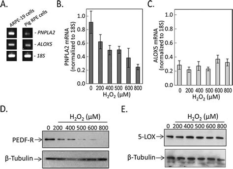 Levels Of PNPLA2 And ALOX5 Under Oxidative Stress A Reverse