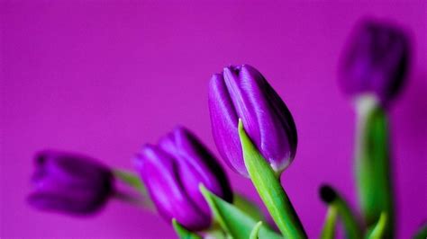 Purple Tulips Hd Wallpapers Top Free Purple Tulips Hd Backgrounds Wallpaperaccess