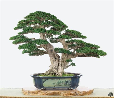 Double Trunk Bonsai Tree Bonsai Tree Bonsai Tree Types Bonsai Art