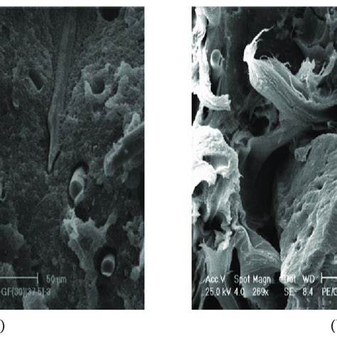 A Sem Micrograph Of The Fracture Surface Of Hdpe Filled With Wt