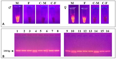 Biology Free Full Text High Performance Pcr For Alleles