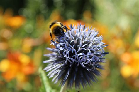 Biologische Vielfalt Biologische Vielfalt