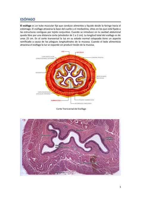 Histolog A De Esofago Y Estomago Histologia Ug Studocu