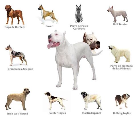 Dogo Argentino - Breed Information & Facts