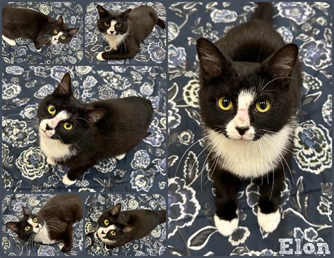 ADOPTED!! Meet our... - Joliet Township Animal Control | Facebook