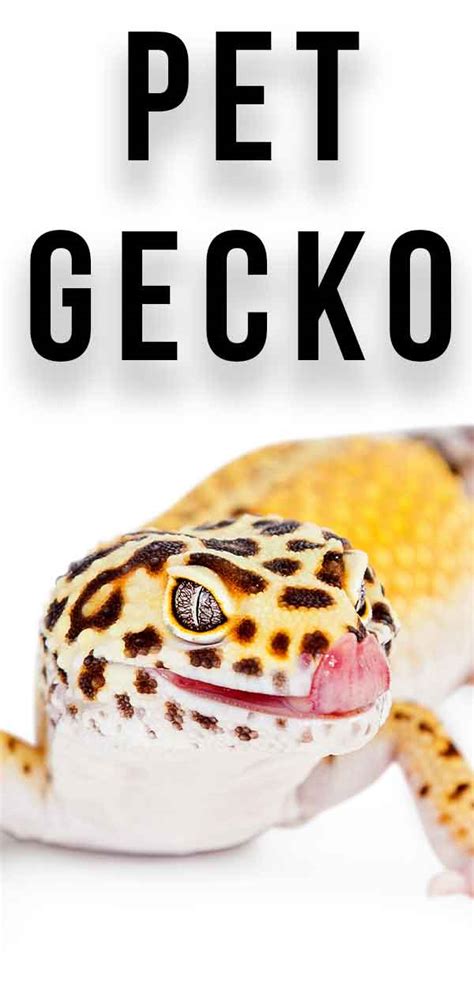 Is A Pet Gecko The Right Choice For You?