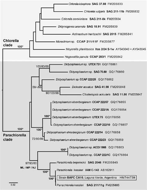 Maximum Likelihood Phylogram Inferred From Ssu And Its Rdna Sequences