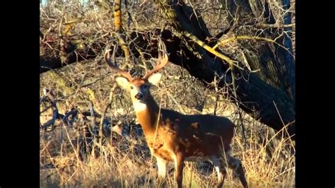 Bowhunting Whitetail Deer In Kansas At The Hashknife Ranch Youtube