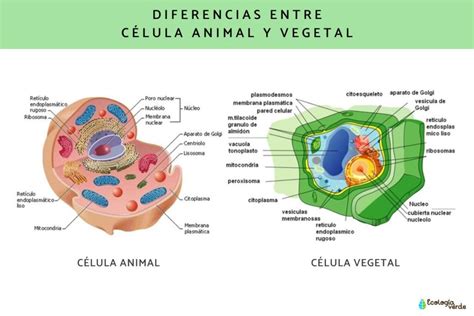 Qual A Diferença Entre Celula Animal E Vegetal - 6