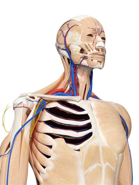 The head and neck anatomy stock illustration. Illustration of artery - 101197278