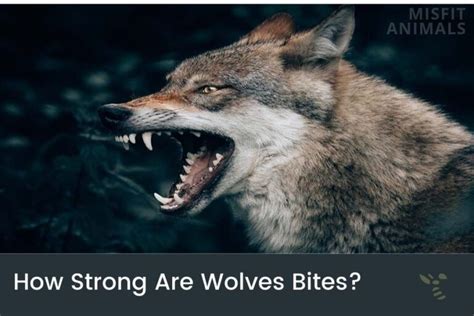 Wolf Bite Force (How Strong Are Wolves Bites?)