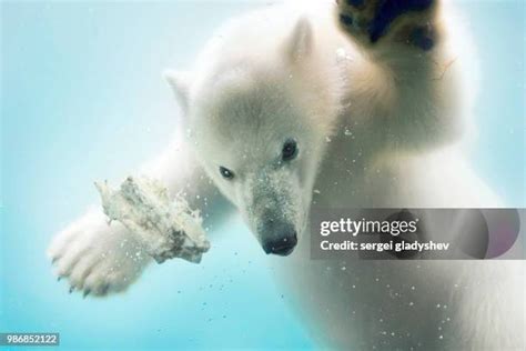 160 Polar Bear Meat Stock Photos, High-Res Pictures, and Images - Getty Images