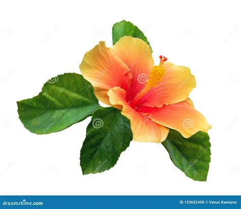 Red Hibiscus Flower On A Background Of Green Leaves Royalty Free Stock