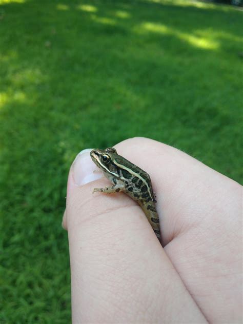 Pickerel Frog