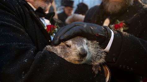 PHOTOS: Punxsutawney Phil declares another early Spring | KRQE News 13